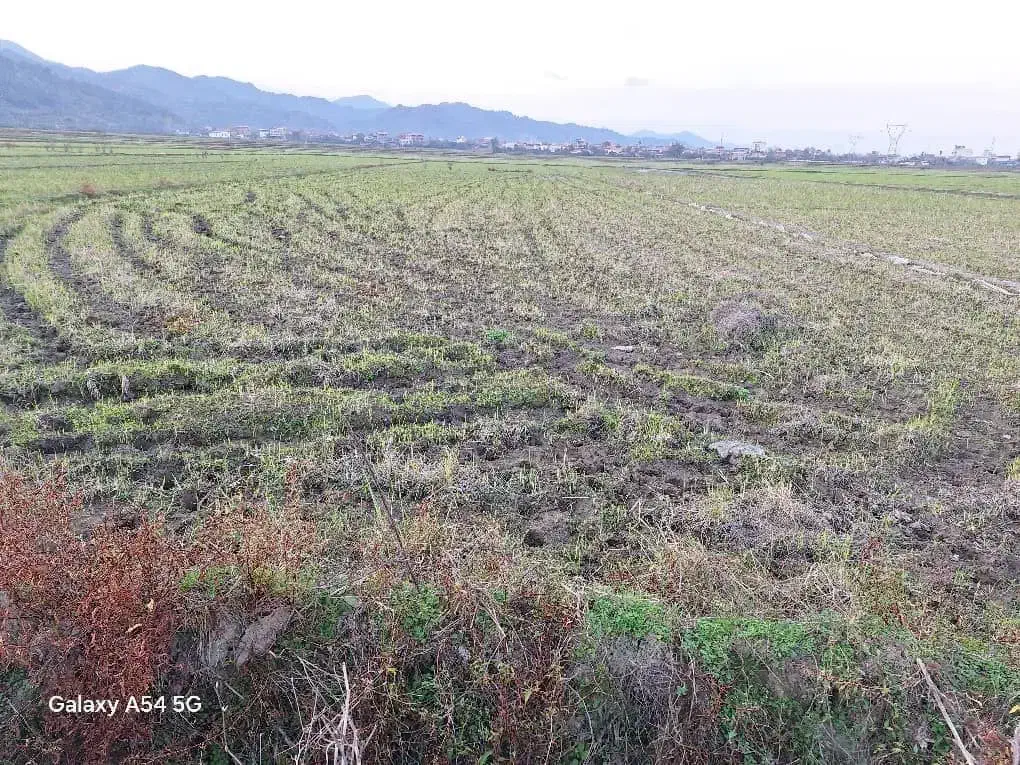 شالیزار مناسب کاشت کیوی|فروش زمین و ملک کلنگی|لوندویل, |دیوار