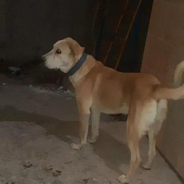 سرابی جنگی|لامپ و چراغ|دشتابی, |دیوار