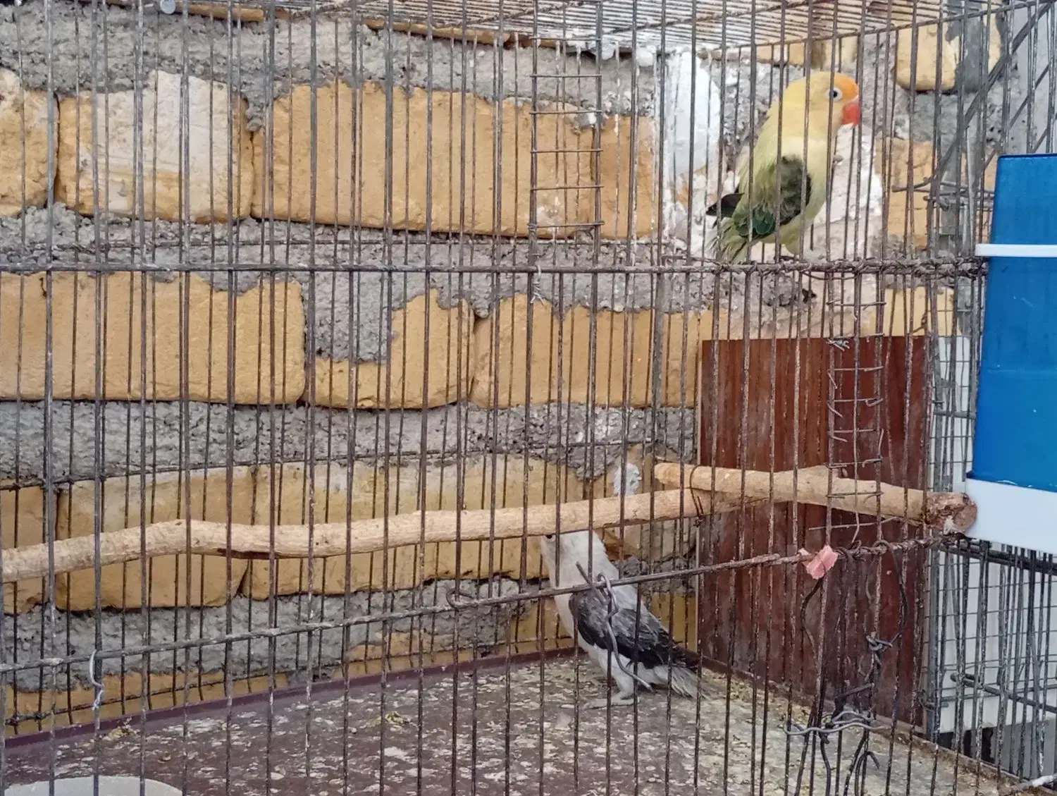 فروش کوتوله|پرنده|زرین دشت (فارس), |دیوار