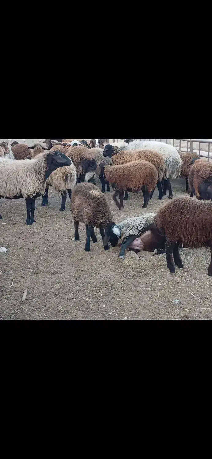 میش ابستن رومایه سنگین|حیوانات مزرعه|داران, |دیوار