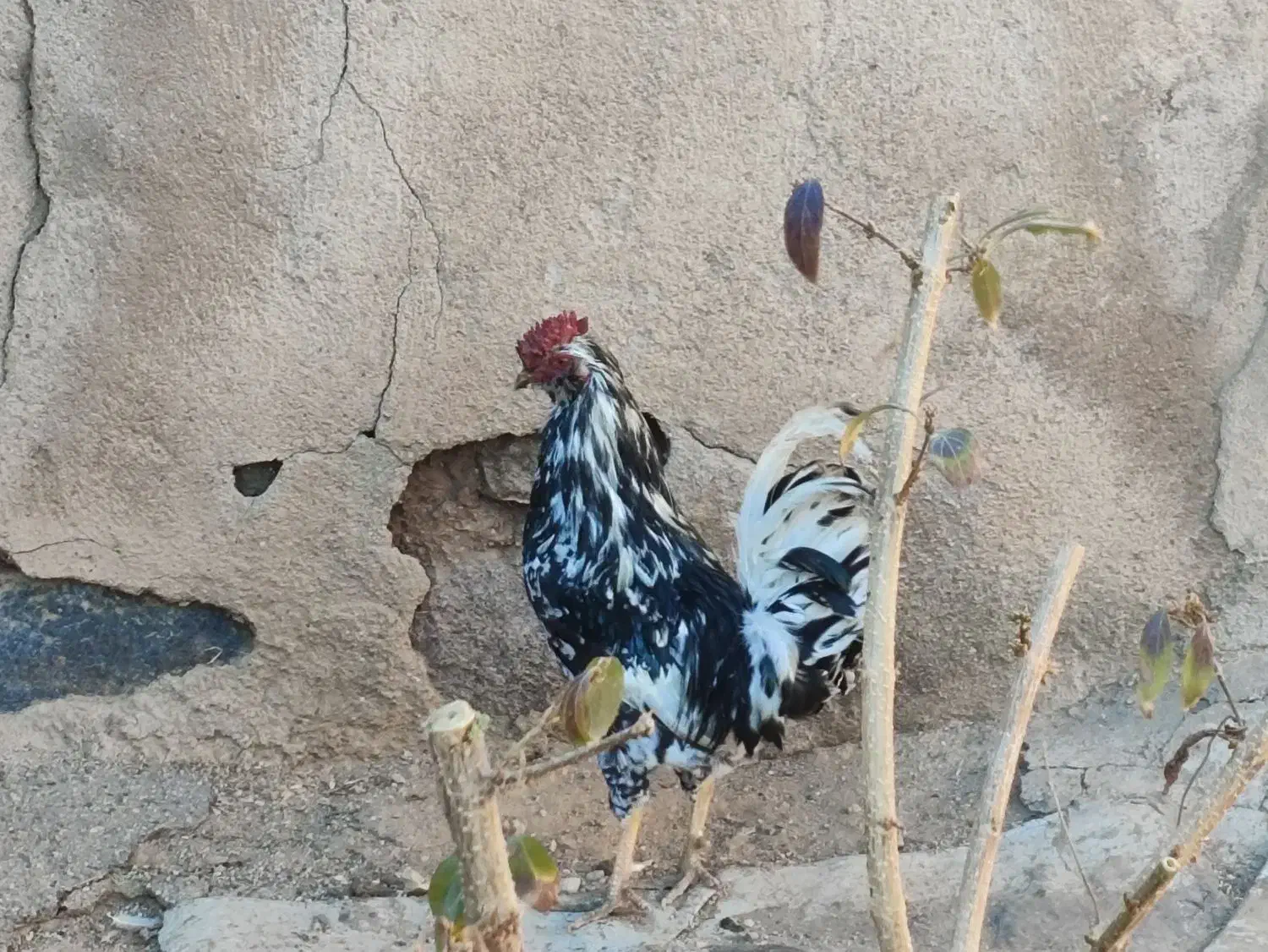 خروس گلین چهل تاج ریش دار|حیوانات مزرعه|خرمدره, |دیوار