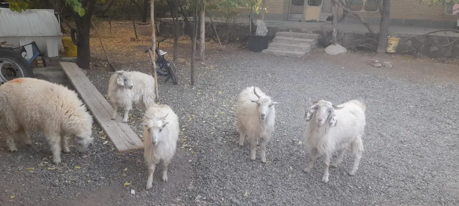 کهره نر و بره|حیوانات مزرعه|رابر, |دیوار