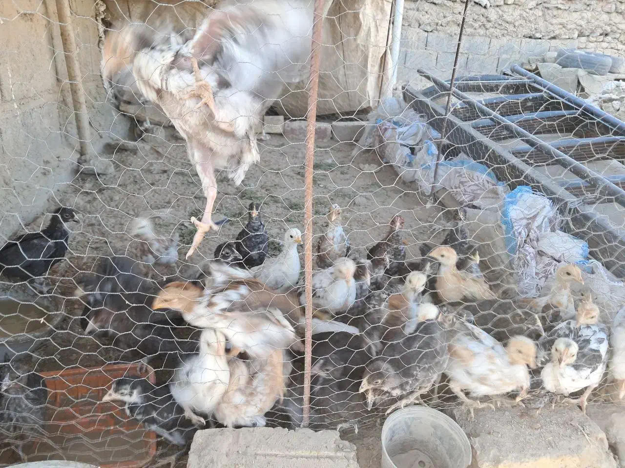 جوجه خزک|حیوانات مزرعه|قرقری, |دیوار