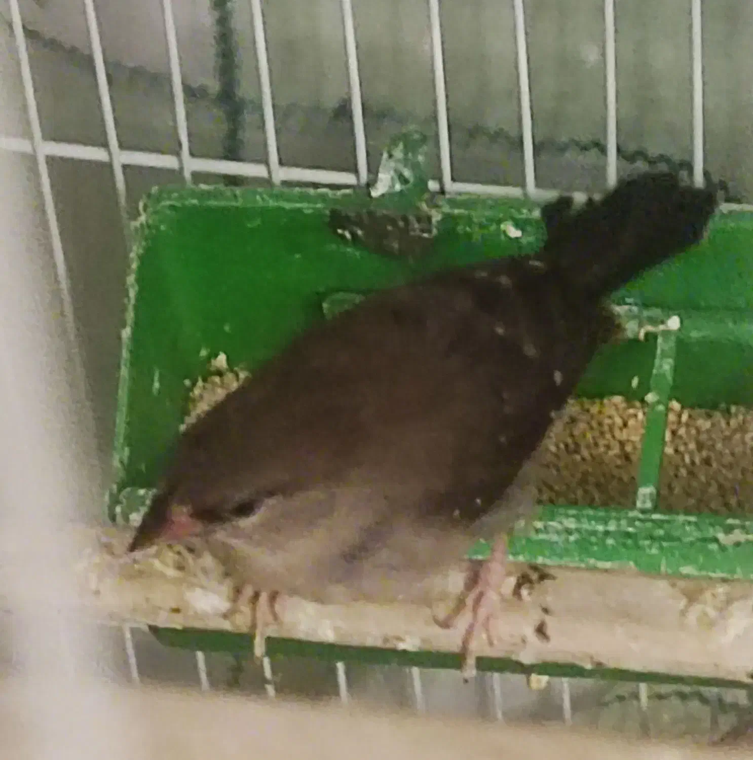 فنچ کرواتی، فنچ توت فرنگی ،کبوتر الماسی|پرنده|تهران, حکمت|دیوار