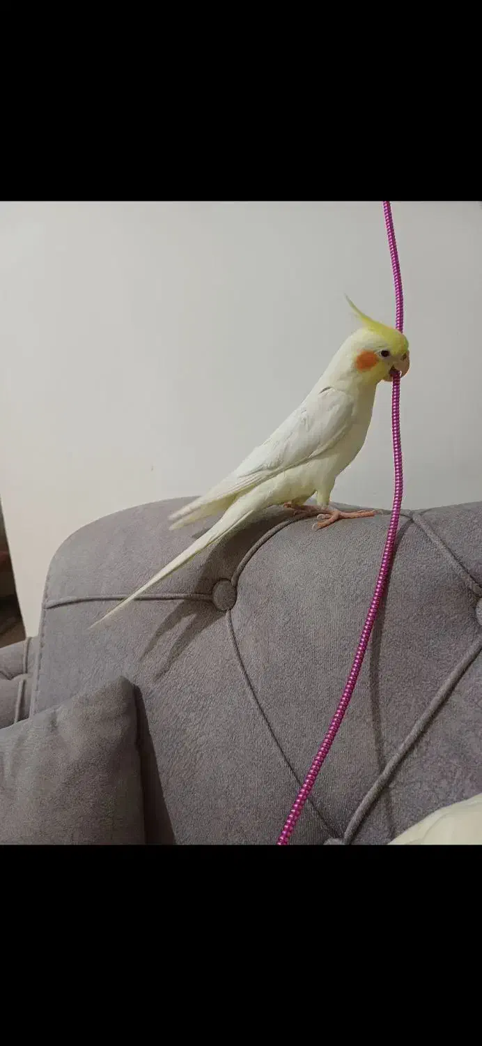 عروس هلندی گمشده دهقاید|حیوانات|برازجان, |دیوار