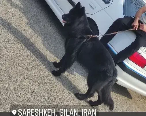 فروش فوری ژرمن بلک دوساله|سگ|لاهیجان, بازکیاگوراب|دیوار