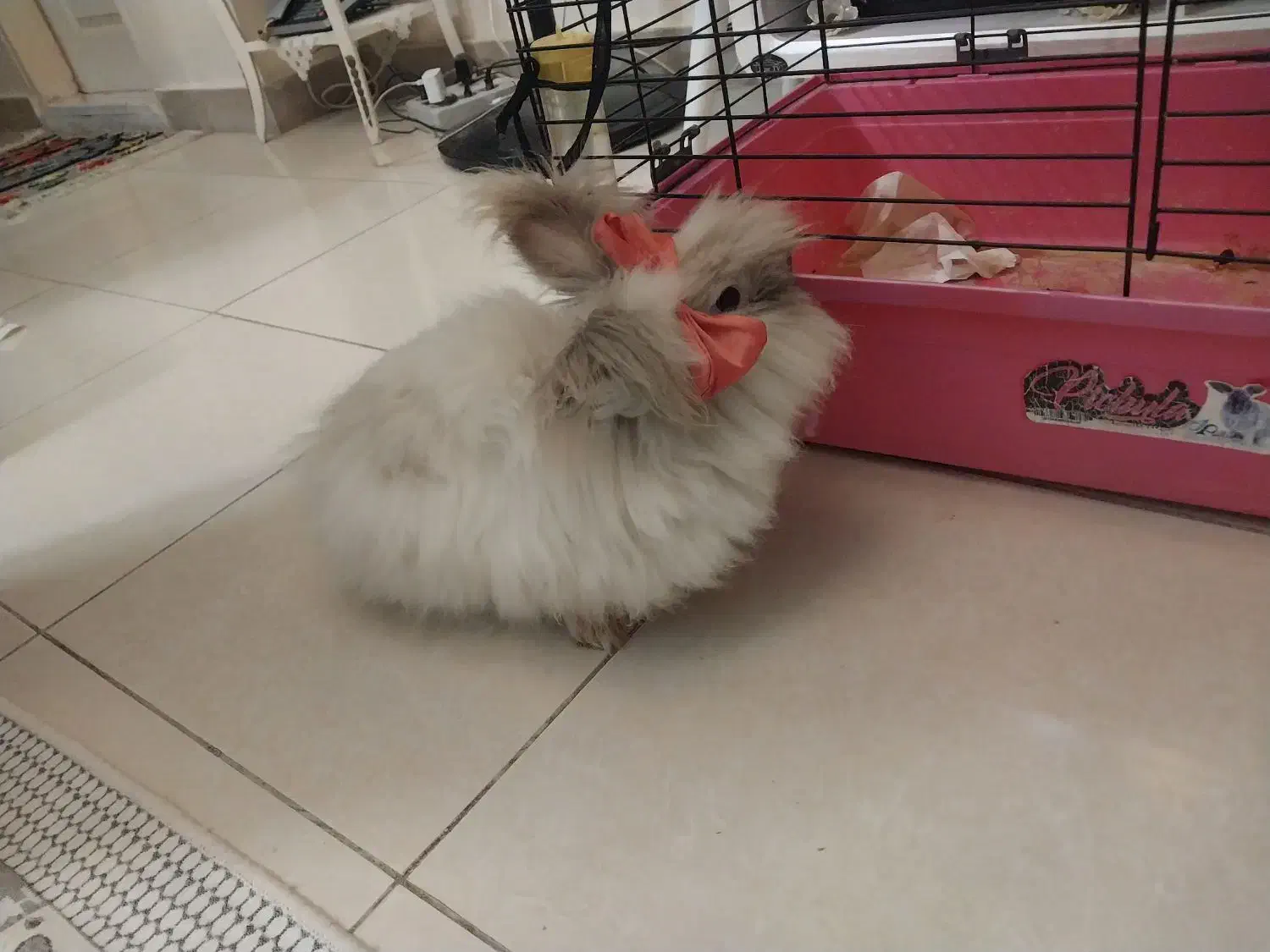 خرگوش لوف|موش و خرگوش|اسلام‌شهر, مسکن مهر اسلاشهر (شهرک امام خمینی)|دیوار