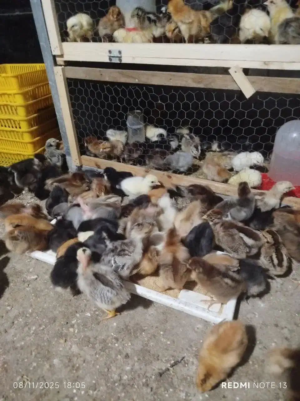 جوجه ۱ تا ۲۰ روره|حیوانات مزرعه|بابل, |دیوار