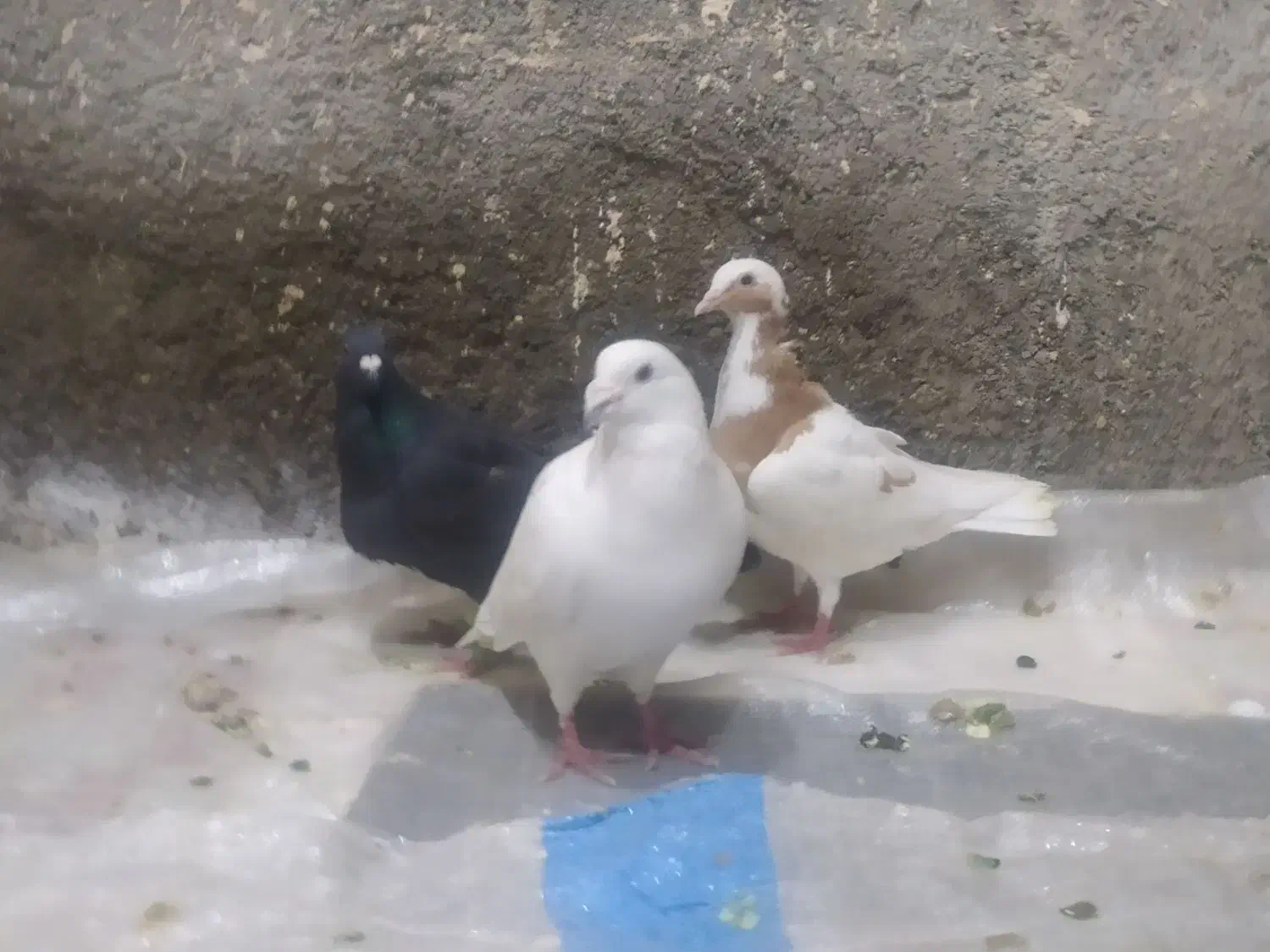 کبوتر|پرنده|چناران, |دیوار