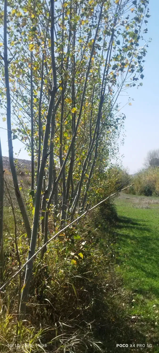 زمین|فروش زمین و ملک کلنگی|عنبران, |دیوار