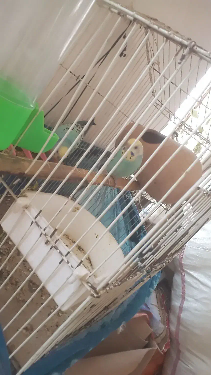 جفت مرغ عشق حالی|پرنده|زابل, |دیوار