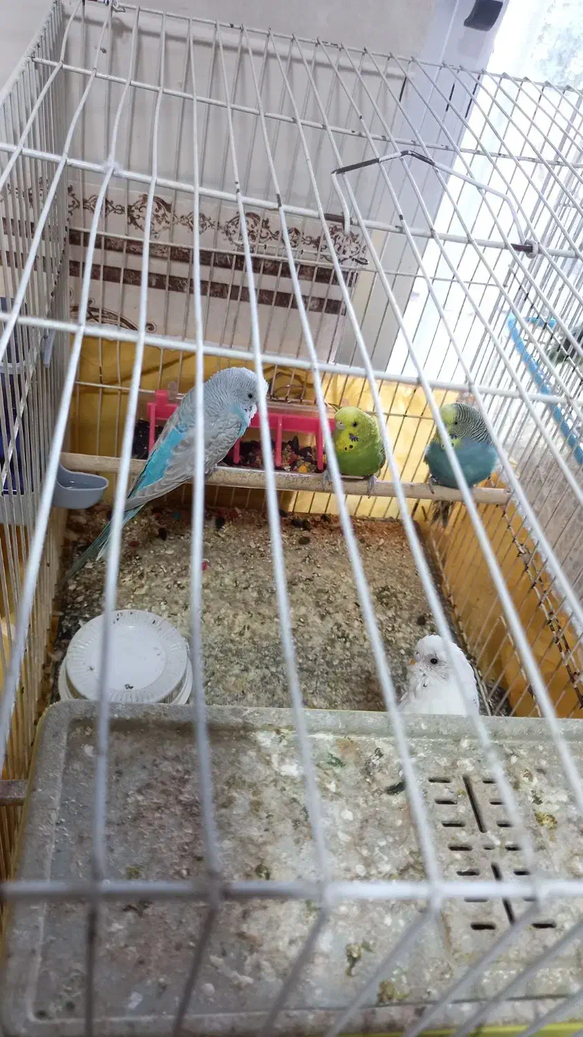 مرغ عشق|پرنده|کنارک, |دیوار