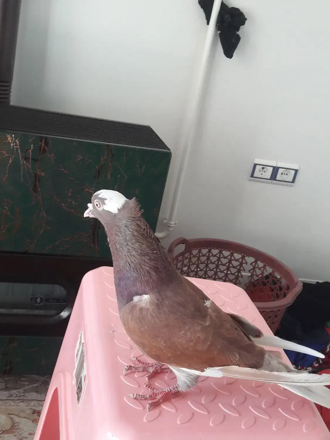 کفتر نر|پرنده|کوهدشت, |دیوار