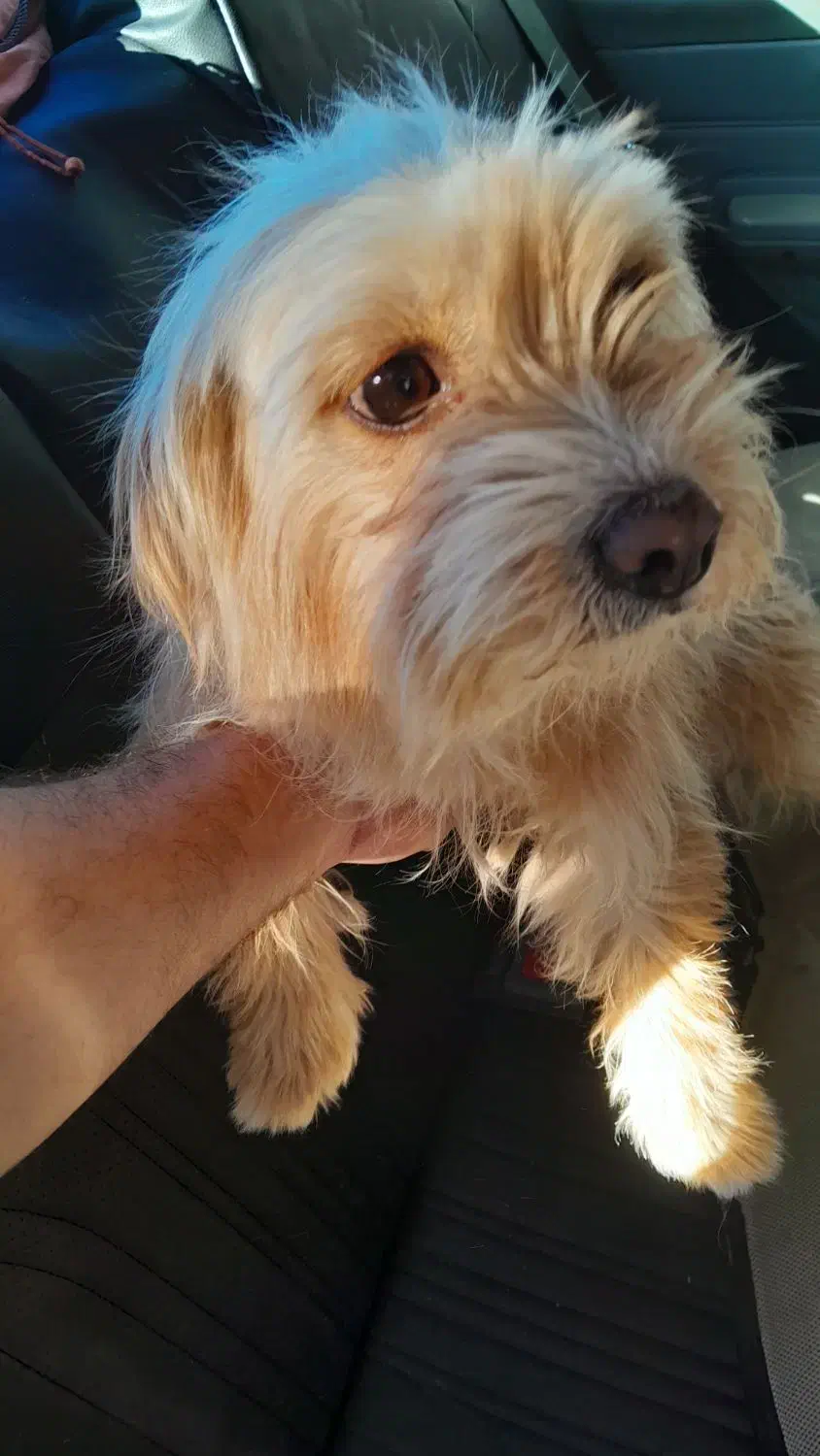 نژاد دار ماده حرف گوش کن و خونگی|سگ|آشخانه, |دیوار