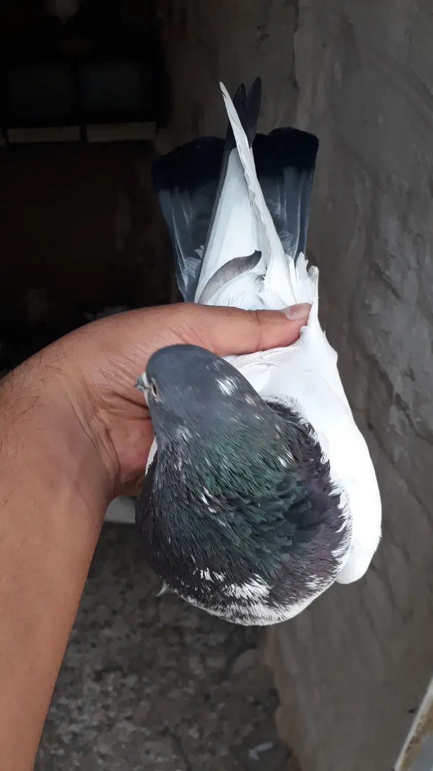 کله دم سبز|پرنده|رزن, |دیوار