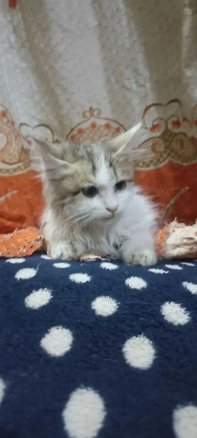 واگذاری گربه سفید پرشین|گربه|زابل, |دیوار