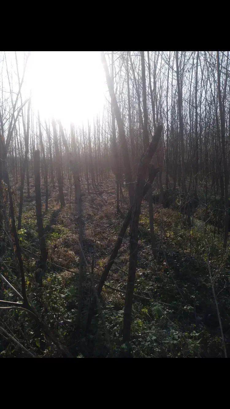 هزار متر زمین باغی با نهال صنوبر|فروش زمین و ملک کلنگی|رشت, قاسمیه|دیوار