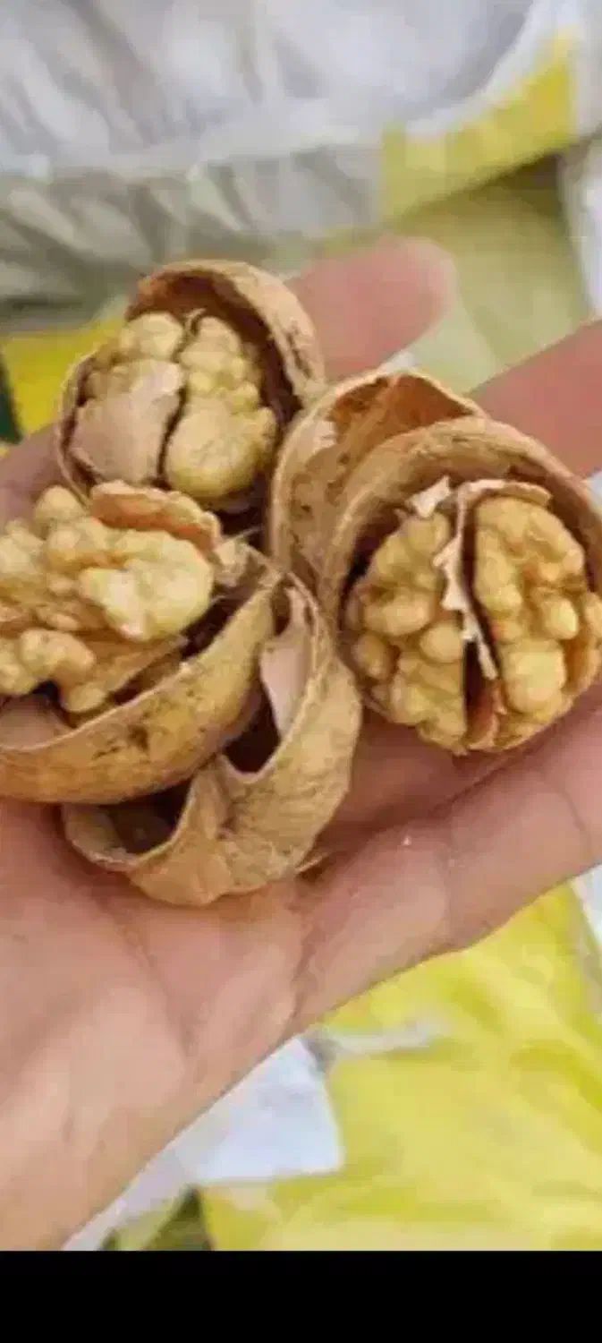 گ ر د و محلی|حراج|مشگین شهر, |دیوار