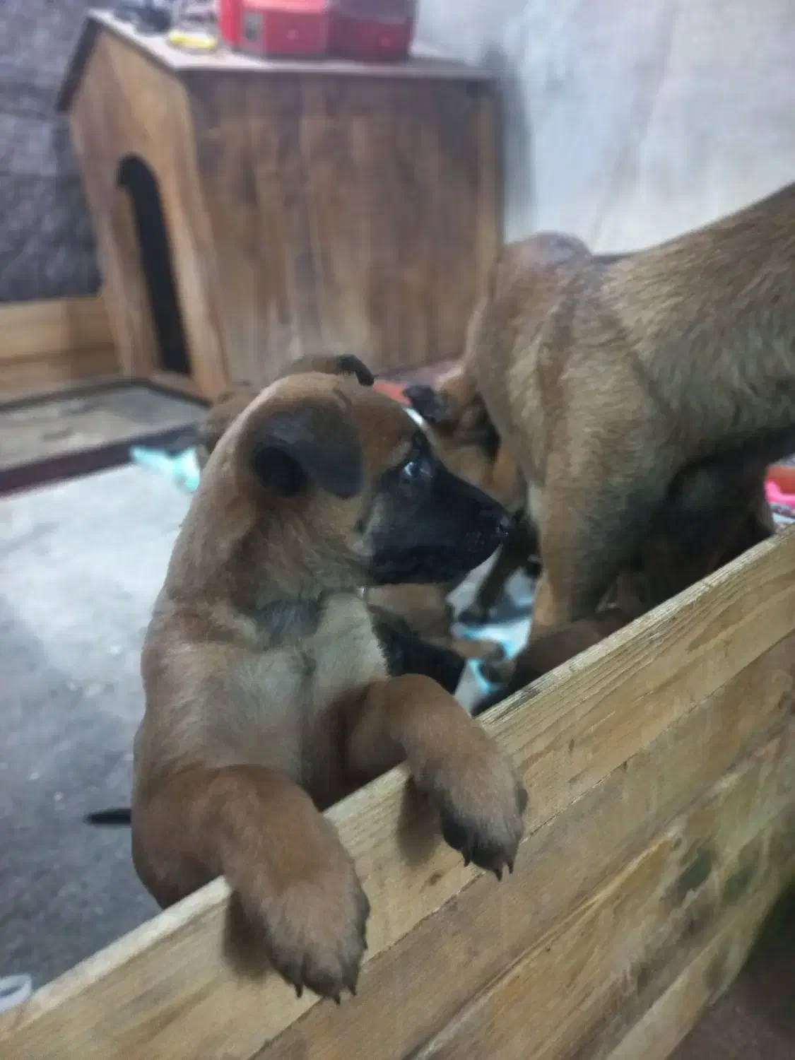 سگ گارد|سگ|گرمدره, |دیوار