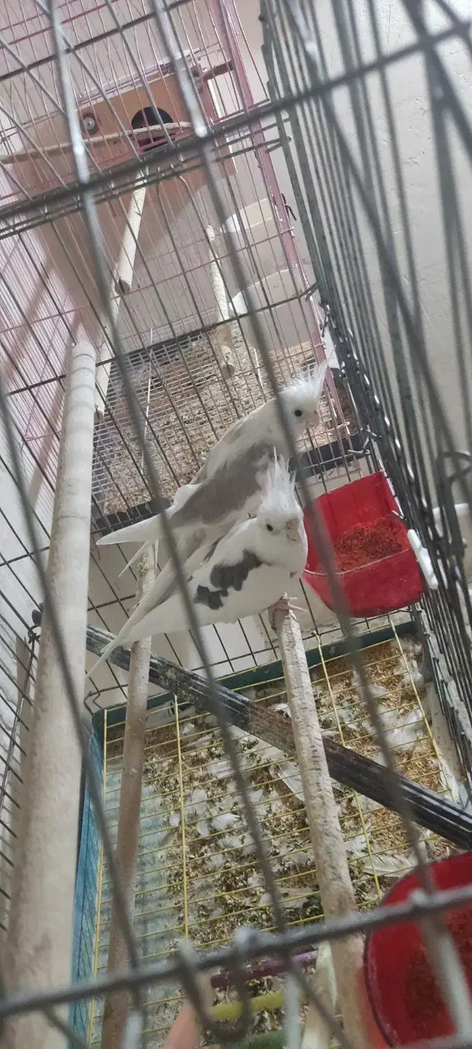 (فروش یامعاوضه با لاری اوشامو) 2 جفت عروس هلندی|پرنده|سلماس, |دیوار