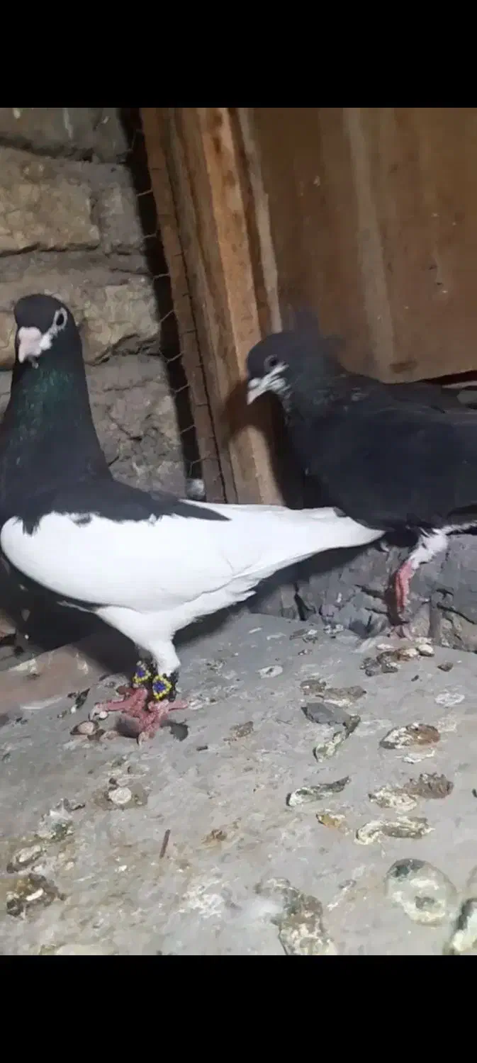 نروماده یال سیاه وشهری گلدار|پرنده|راهگان, |دیوار