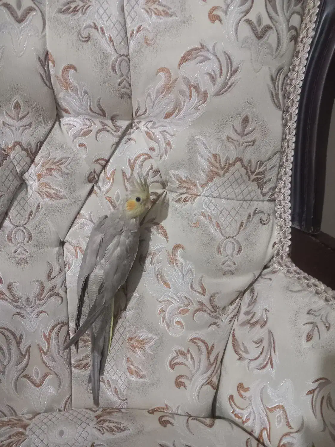 جوجه اهویی ونر ماده|پرنده|قزوین, |دیوار