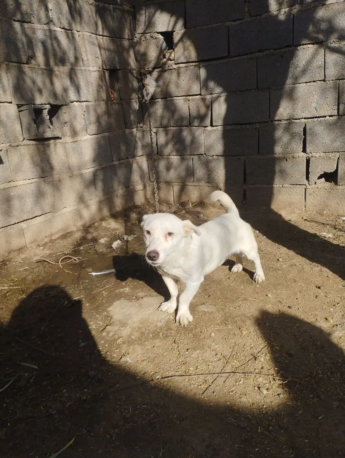 پاکوتا نر|سگ|سنگدوین, |دیوار