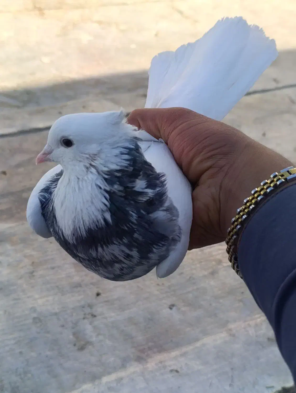 کبوتر طوقی الماسی|پرنده|ایرانشهر, |دیوار