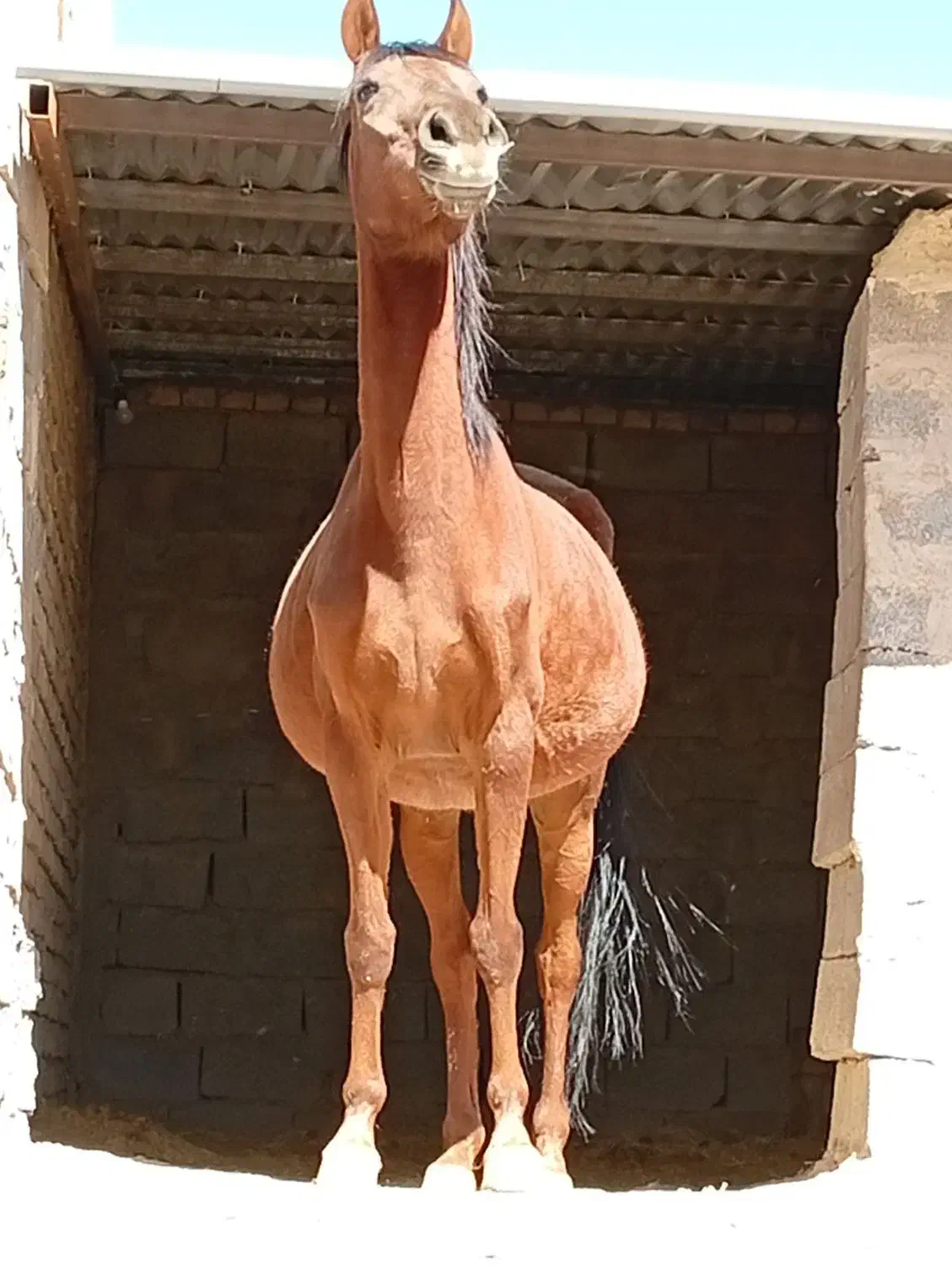 اسب مادیان (بردسیر )|اسب و تجهیزات اسبسواری|بردسیر, |دیوار