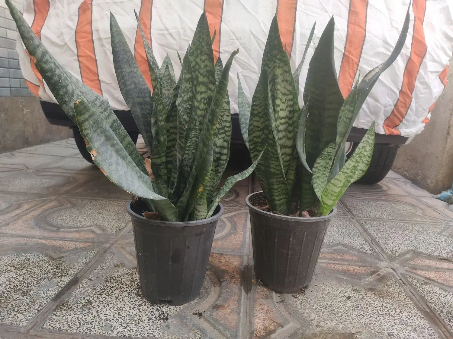 بنجامین سانسوریا فیکوس یوکا|گل و گیاه طبیعی|محمدشهر, شهرک چمران|دیوار