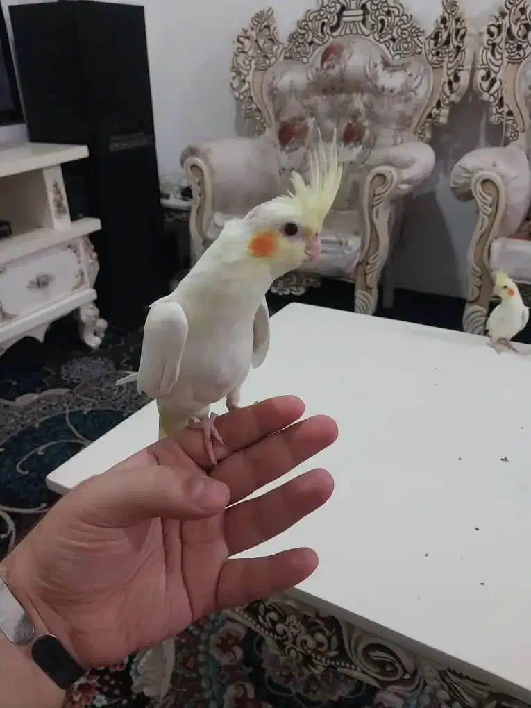 عروس هلندی لوتینو چشم شرابی رام و دستی|پرنده|شهریار, شهرک بهاران (ویره)|دیوار