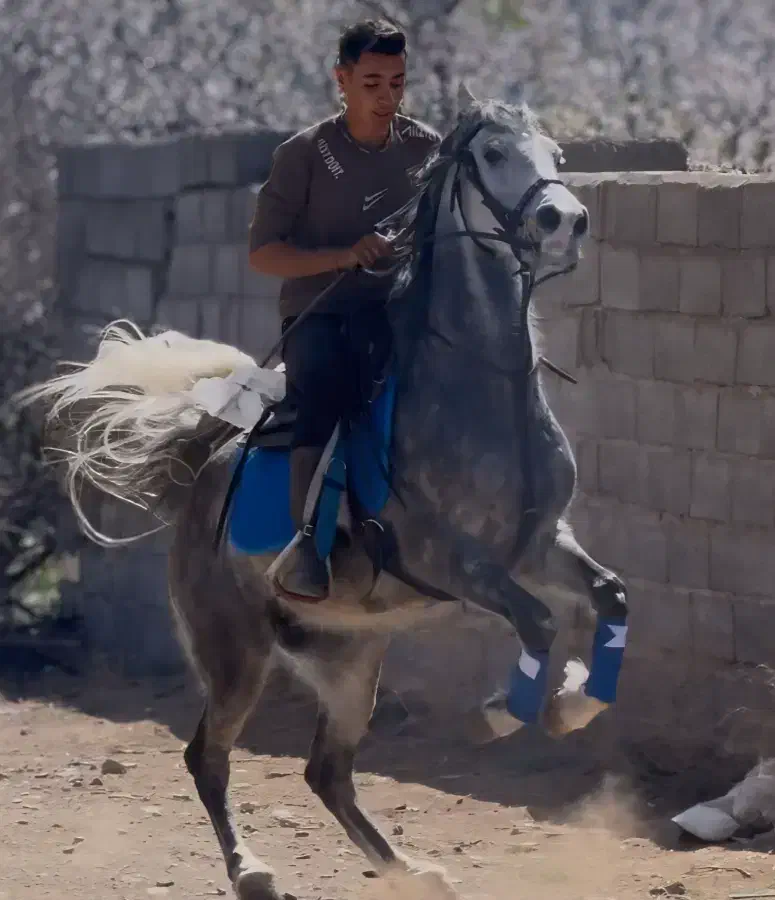 مادیان کرد.|اسب و تجهیزات اسبسواری|رفسنجان, |دیوار