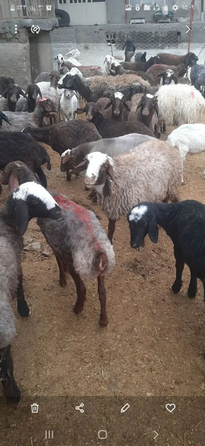 بره ماده ۲۰عده|حیوانات مزرعه|هرسین, |دیوار