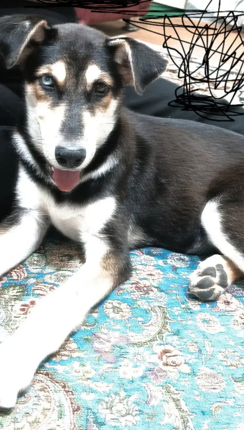 واگذاری سگ|سگ|قائن, |دیوار