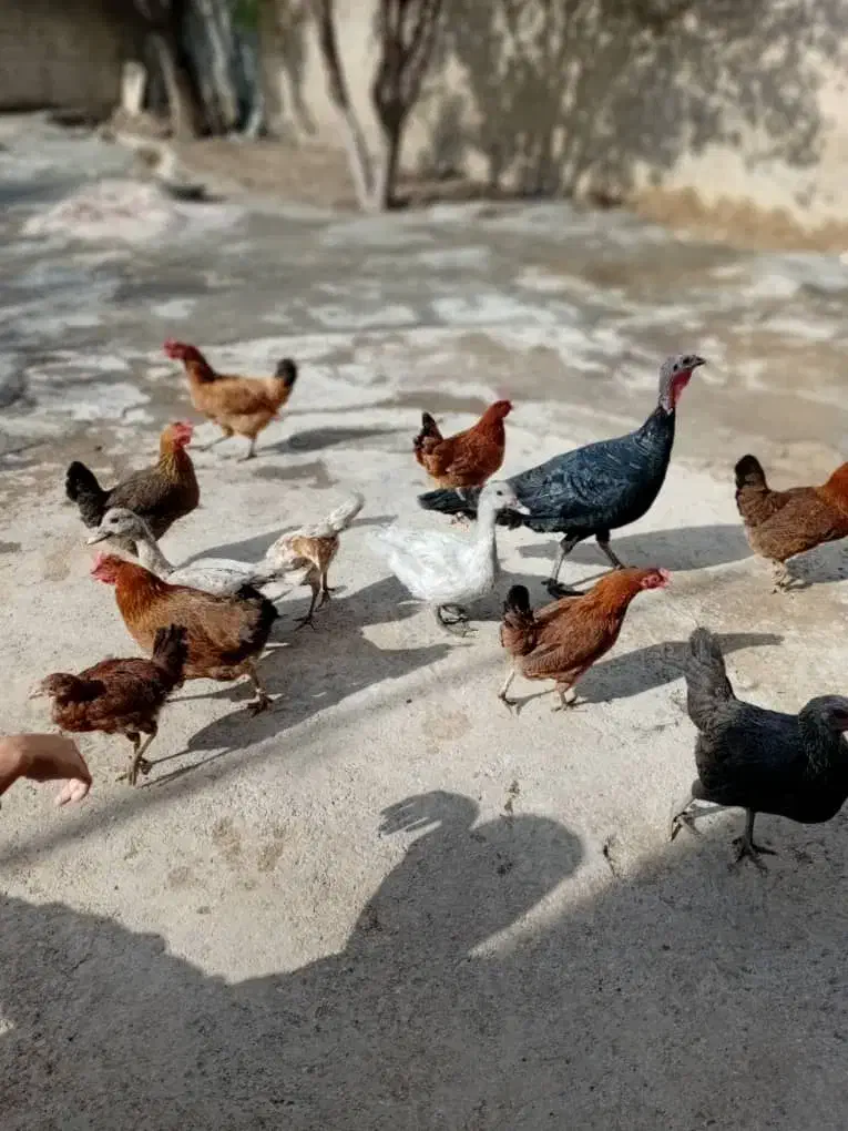 سلام ۱۲عدد مرغ محلی جوان تخم گذار|حیوانات مزرعه|ایوان, |دیوار