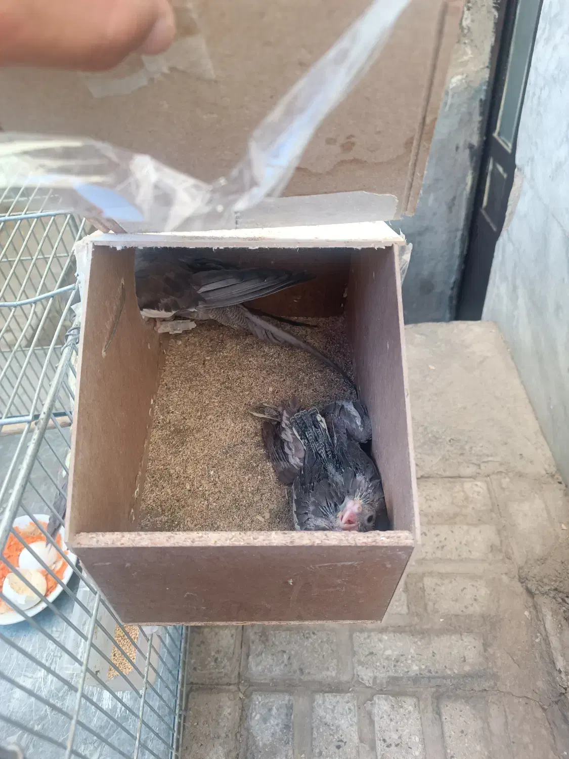 عروس هلندی مولد|پرنده|نورآباد, |دیوار