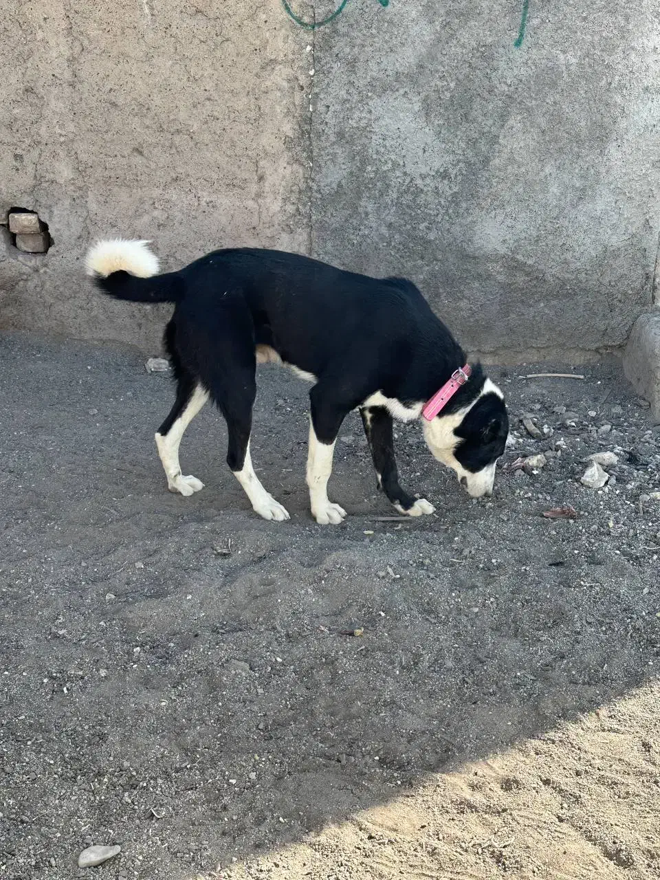 نگهبان اصیل|سگ|قنوات, |دیوار