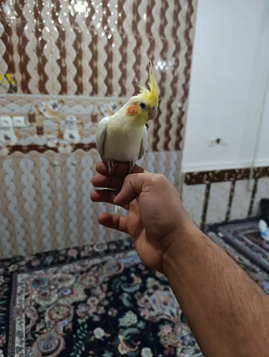 عروس پاریس نر و ماده|پرنده|اهواز, گلدشت|دیوار