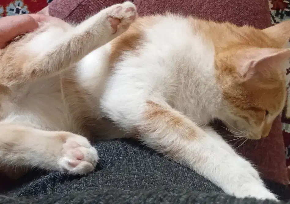 پیشی های ۵ ماهه زرد نر توسی و مشکی  ماده|گربه|کرمانشاه, |دیوار