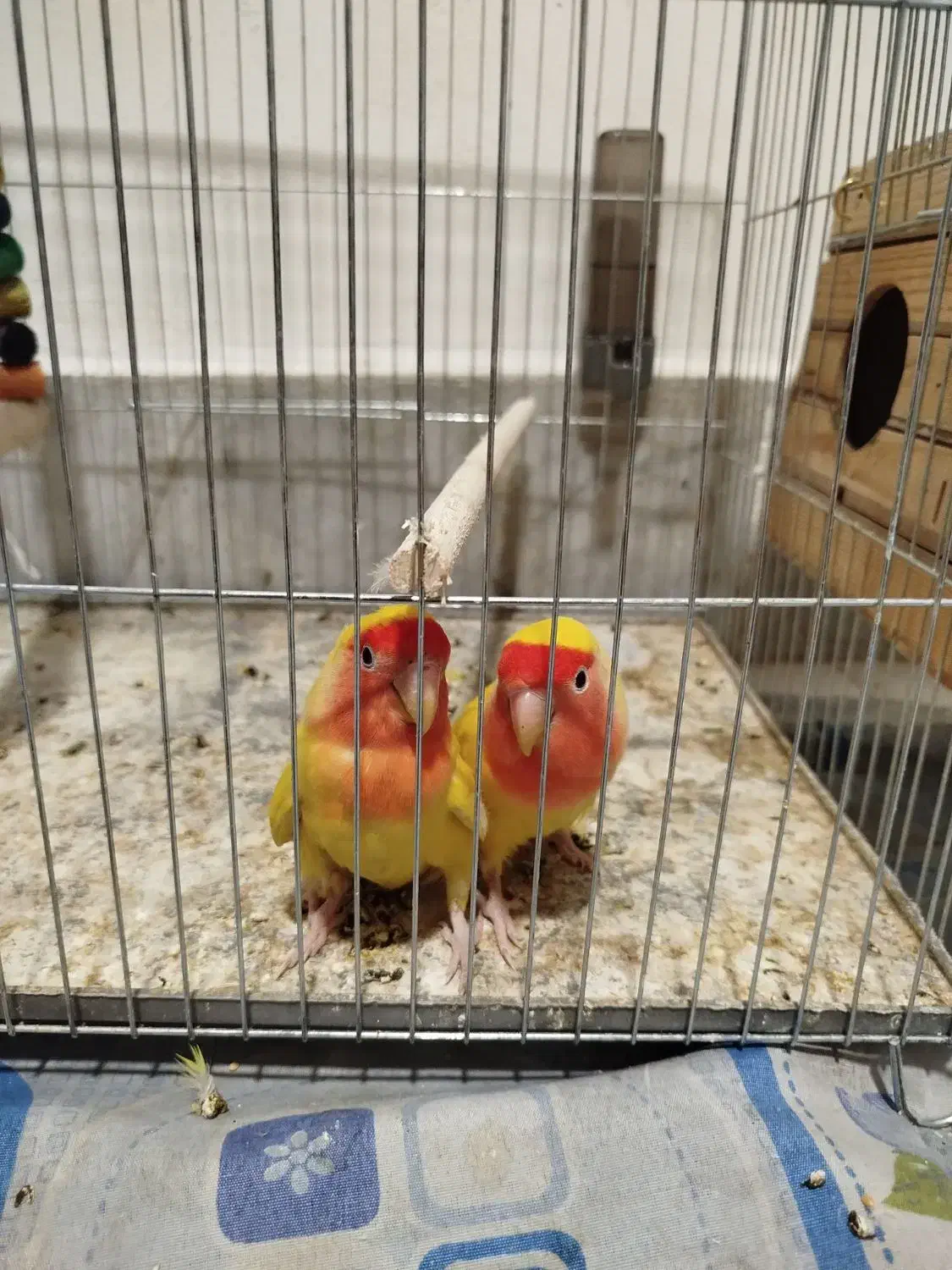 طوطی برزیلی مولد|پرنده|فردیس, سرحد آباد|دیوار