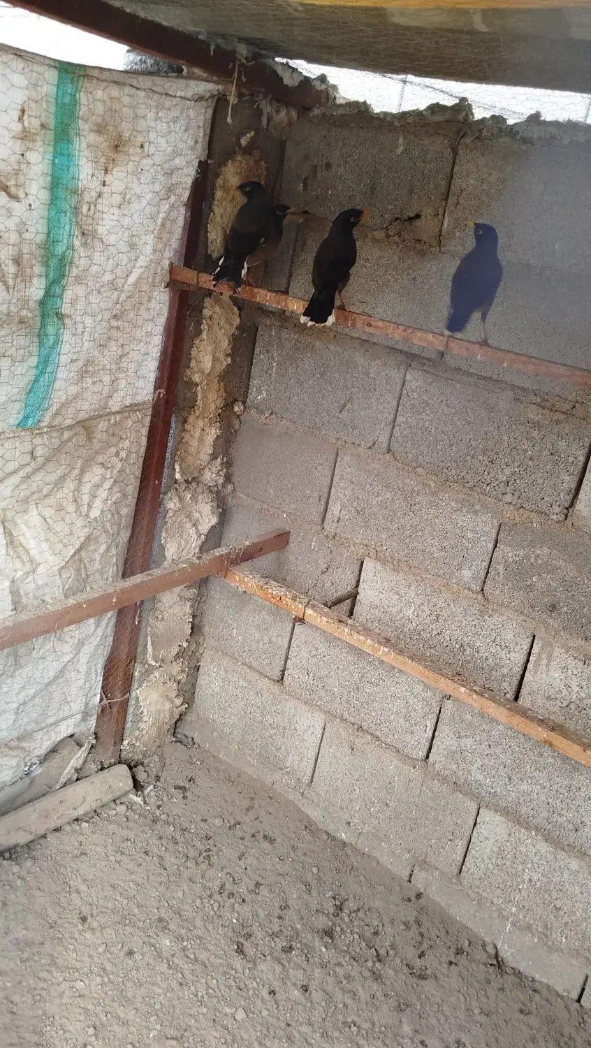 مرغ مینا|پرنده|گنبد کاووس, |دیوار