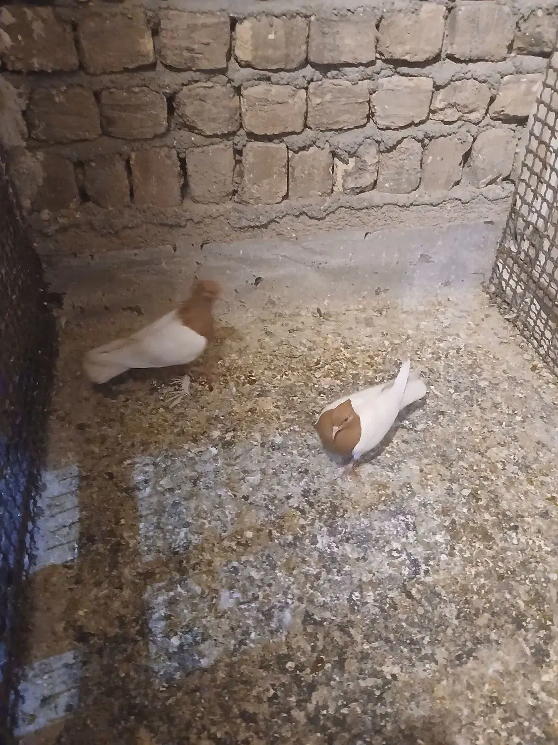 کفتر|پرنده|قم, شهر قائم|دیوار