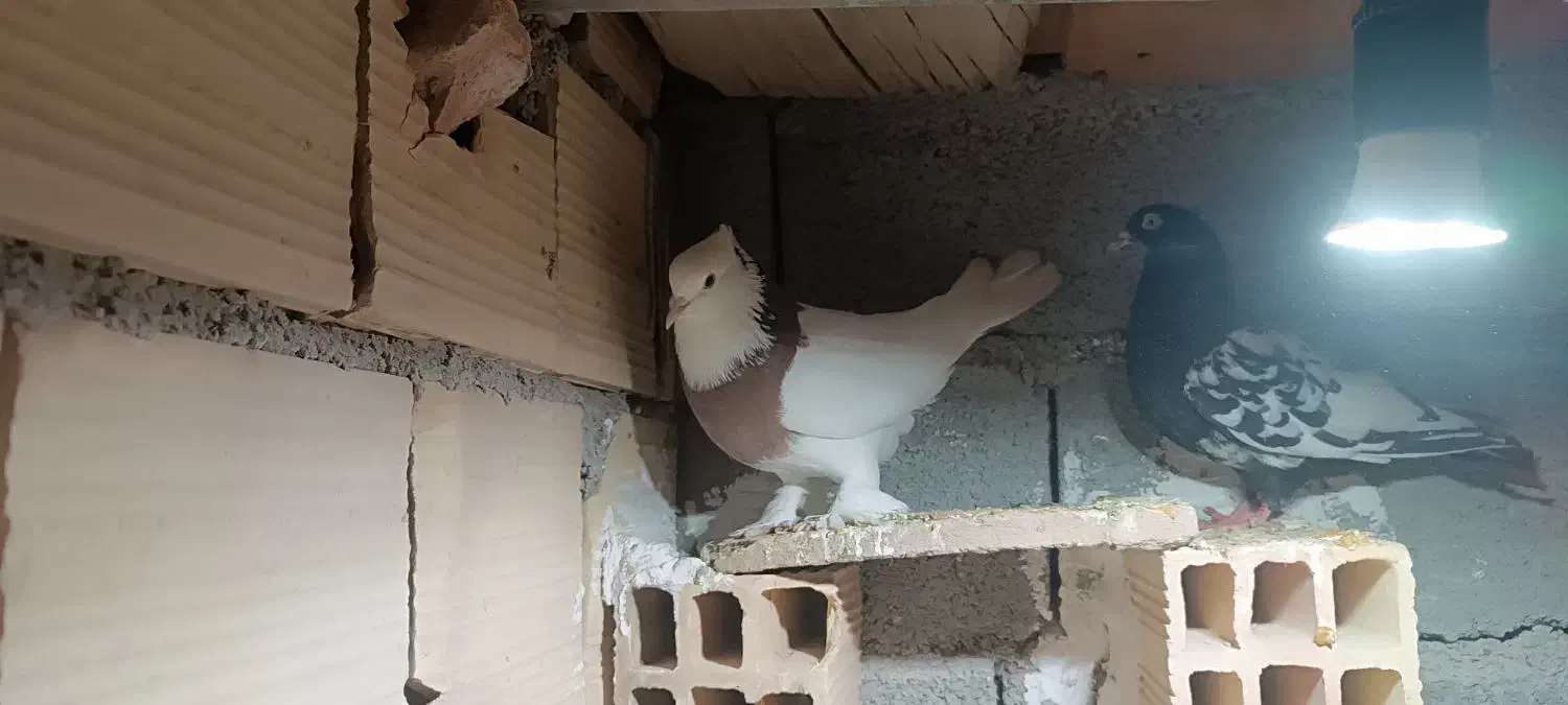 طوقی.  سینه|پرنده|زیرکوه, |دیوار