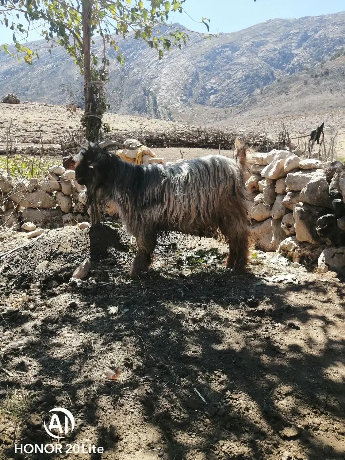 روغن حیوانی ارگانیک فقط بز|خوردنی و آشامیدنی|اصفهان, تیران|دیوار