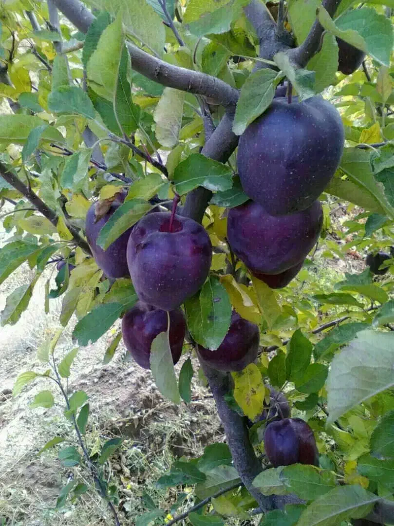 نهالستان جوتیار|خدمات باغبانی و درختکاری|میاندوآب, |دیوار