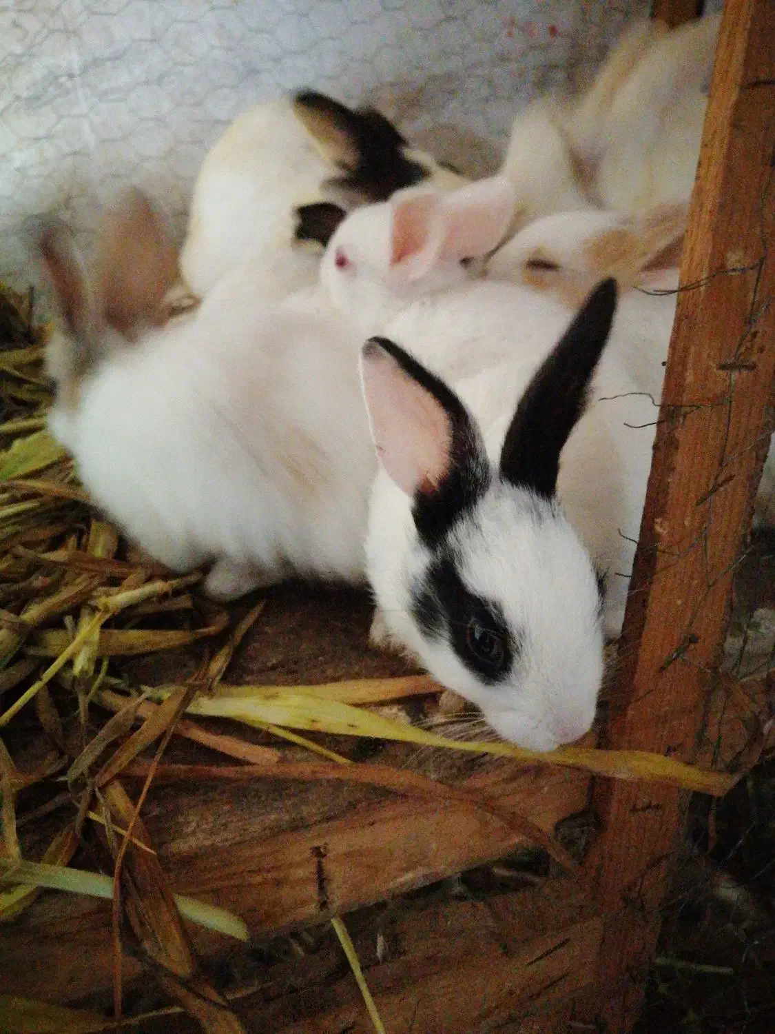 خرگوش|موش و خرگوش|اهواز, زرگان|دیوار