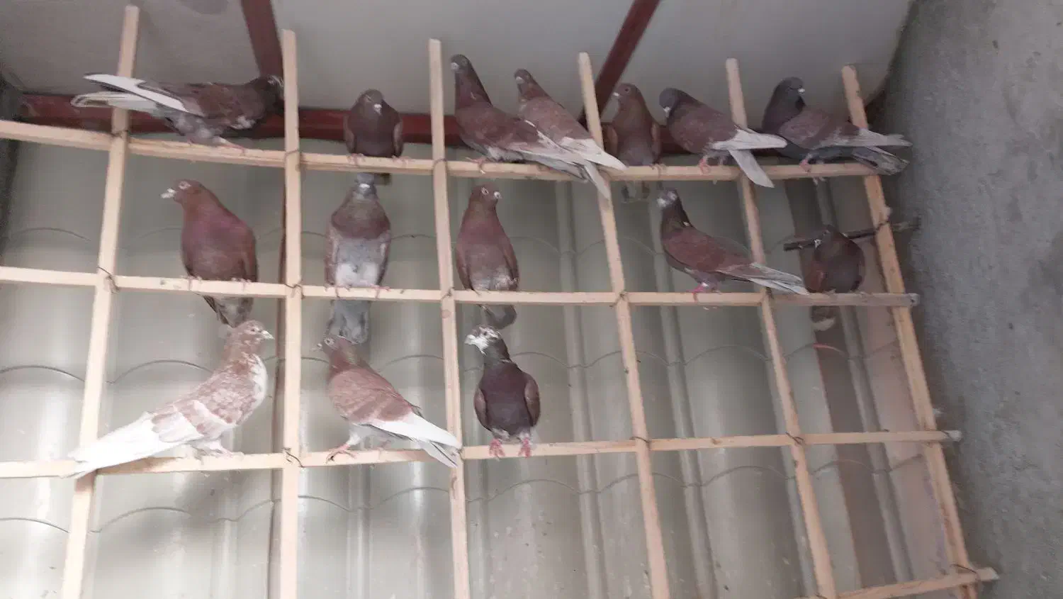 سرخ ناب گروی|پرنده|آران و بیدگل, |دیوار