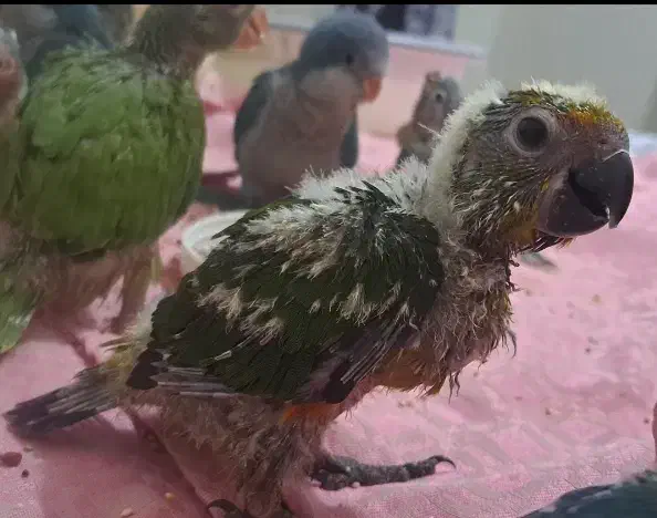 خورشیدی|پرنده|قائم‌شهر, |دیوار