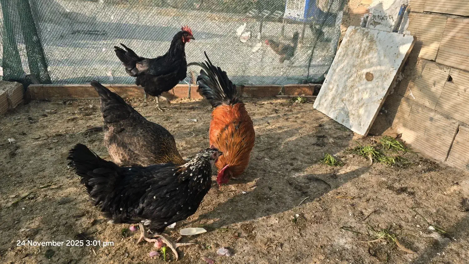 مرغ و خروس فروشی|حیوانات مزرعه|پاکدشت, پاکدشت (مامازند)|دیوار