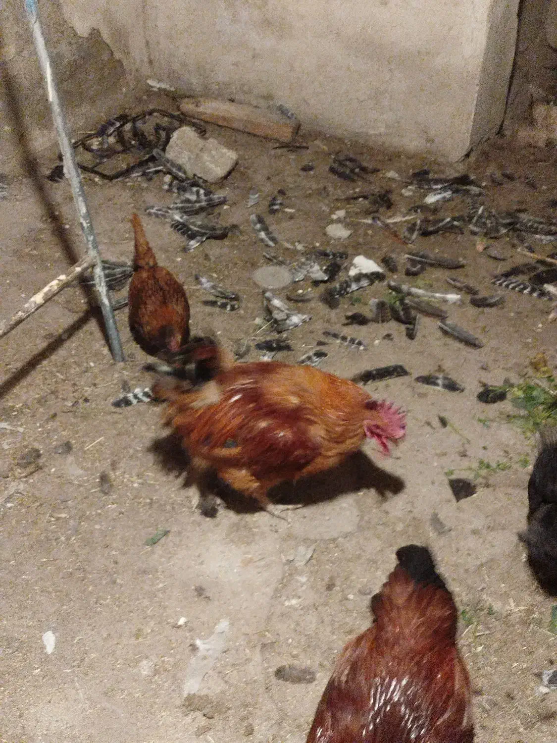 خروس یک ساله|حیوانات مزرعه|تبریز, |دیوار